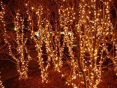 039 Toledo Zoo Light Show [2008 Dec 27]